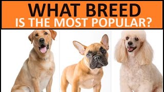 The Top 10 DOG Breeds Loved by Americans dog doglover puppy [upl. by Woehick]