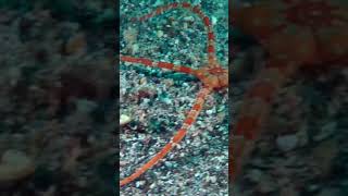 Ophiuroidea Brittle star belongs to Phylum Echinodermata [upl. by Barabas]