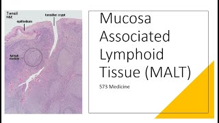 Histology  Mucosa Associated Lymphoid Tissue [upl. by Derrick162]