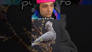 Aves de chernobyl parte 2 puckzito shorts [upl. by Scotney]