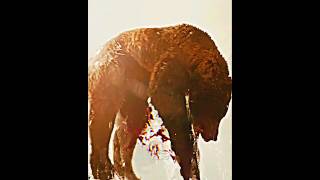 The Predator vs Grizzly Bear 😱  Prey  shorts edit viral predator [upl. by Eresed]