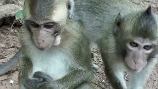 Interesting What lovely monkeys macaque species at Angkor Garden [upl. by Jaco]