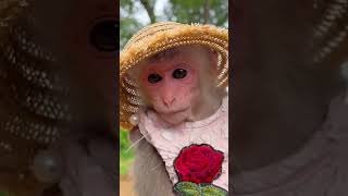 Farmer Bibi harvest fruit monkey monkeybibib funny fruit farmer trending cute [upl. by Inol629]