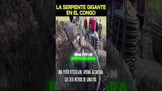 La serpiente mas grande del mundo [upl. by Musette]