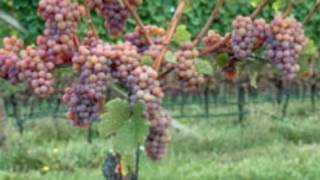 Know About Gewurztraminer Wine to Pair it With Different Cuisines [upl. by Akinorev776]