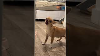 amigochihuahua puppy chihuhua memes cute cachorro pets beach chihuahuachihuahua [upl. by Eiduam]