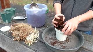 百子蓮盆植Growing agapanthusfireworkin a pot [upl. by Alboran78]