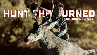 Hunt The Burned National Forest  GIANT Blacktail Buck viralvideo 2024shorts viralshorts [upl. by Yatnuahs]