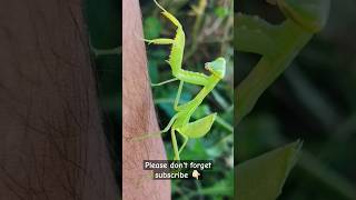 Hierodula patellifera Insect insects wildlife shortvideo virlvideo [upl. by Anatlus]