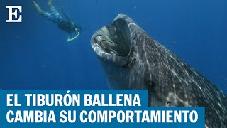 CIENCIA El turismo está cambiando el comportamiento de los tiburones ballena  EL PAÍS [upl. by Libby]