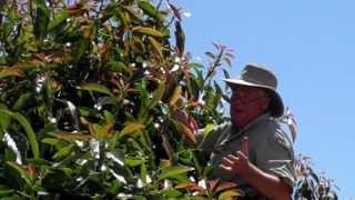 Training Avocado Trees part 2 Keeping trees smaller [upl. by Ayana]