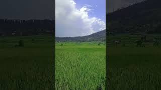 Lolab Valley Kupwara youtubevideos youtubeshorts lolabvalleykashmir nature song [upl. by Chobot]