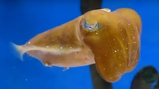 Beautiful baby Cuttlefish in Aquarium shop [upl. by Lovmilla]