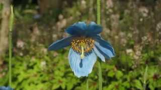 Meconopsis grandis in Osaka [upl. by Rollie984]