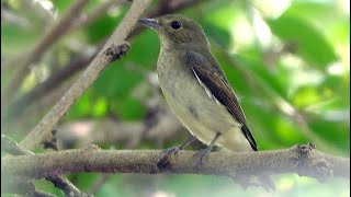 20241006  台北植物園  黃眉黃鶲 Ficedula narcissina 雌 [upl. by Lynus171]