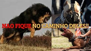 🎯 OS Cães mais PERIGOSOS Do mundo 🌍 VERDADE Ou mito 👨‍💻 [upl. by Tepper]