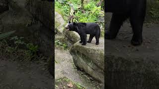 台灣黑熊Formosan Black BearTaipei Zoo [upl. by Ayarahs]