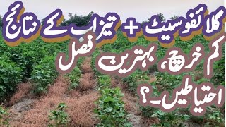 How to improve Glyphosate Efficiency  Glyphosate amp acid spray results  weeds control in cotton [upl. by Miculek164]