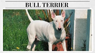 Getting to Know Bull Terriers The Clown of the Dog World [upl. by Lleirbag558]