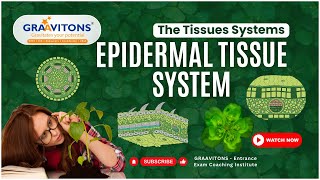 THE TISSUE SYSTEM  EPIDERMAL  VASCULAR  GROUND OR FUNDAMENTAL TISSUE SYSTEM [upl. by Roch198]