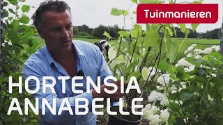 Hortensia Annabelle snoeien hoe doe je dat  Tuinmanieren [upl. by Sussna]