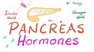 The Endocrine Pancreas Insulin Glucagon amp Somatostatin [upl. by Neved339]