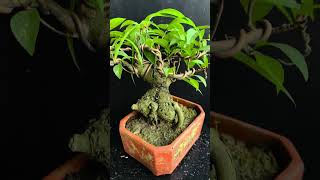 Bonsai Barringtonia acutangula  red flower [upl. by Adnilram]