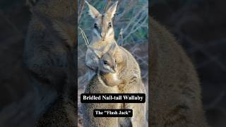 AnimalByte  The quotFlash Jackquot  Bridled Nailtail Wallaby • learnsomethingnew [upl. by Anhaj]