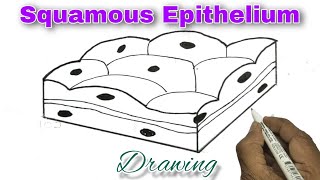 Squamous Epithelium Drawing How to draw Squamous Epithelium [upl. by Anaitit]