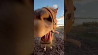 1 minute of peeps being peeps and Db horse equestrianvibes music horseenthusiast equestrian [upl. by Prior]