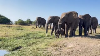 A Walk in the Wild with Baby Elephant Phabeni amp the Herd 🍃 [upl. by Strohbehn]