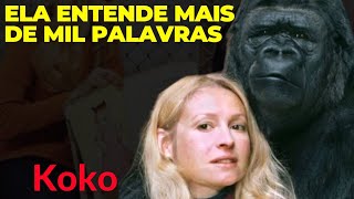 A incrível história da GORILA Koko A gorila falante [upl. by Saylor]