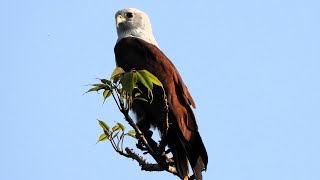 Beautiful wild birds video [upl. by Llednil925]