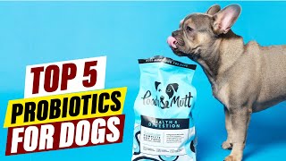 Probiotics for Dogs A Complete Guide to Gut Health [upl. by Marlo]