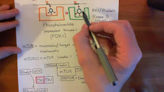 The Growth Factor Receptor and PI3K  AKT  mTOR Pathway Part 4 [upl. by Primalia224]