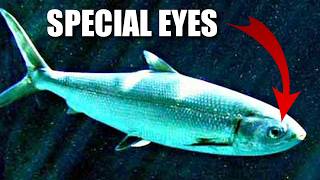 Milkfish Facts the BANGUS Fish 🐟 Animal Fact Files [upl. by Vtarj]