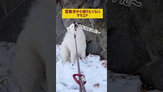 東京にも雪が降った！帰宅ストライキするサモエド samoyed dog サモエド おもしろ動画 いぬのいる生活 [upl. by Airamat]