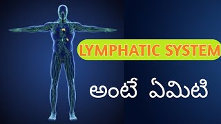 lymphaticsystem HOW THE LYMPHATIC SYSTEM WORKS IN TELUGU [upl. by Doreen]