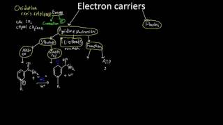 Electron Transporters NADH and FADH2 [upl. by Kelcey]