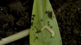 Rootworm Week Episode 1  The roots of rootworms [upl. by Mayeda369]