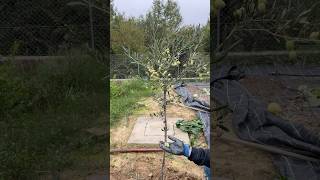 Pruning and Harvesting Olive Tree🌱🫒 [upl. by Sims]