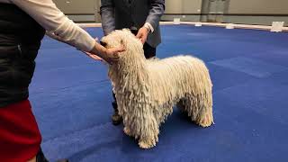 Komondor  Hands On Exam [upl. by Nymsaj]