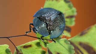 Chrysomelidae Cassidinae  Besouro tartaruga [upl. by Hallvard]