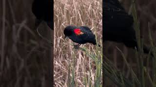 Redwinged blackbird [upl. by Pierette]