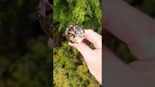 Gladstone Tasmania smoky citrine quartz [upl. by Julius]