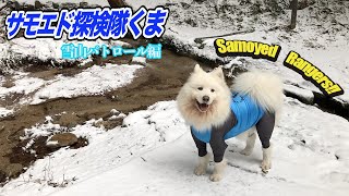 【サモエド犬】雪山遊びで大はしゃぎ！ [upl. by Ingaberg958]