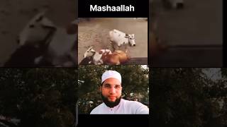 Azaan ka ihtaram H M Quran recitation munawwar38 azan viralvideo videoshorts subscribeallah [upl. by Riddle]