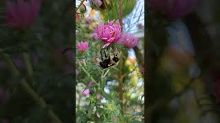 Bumblebee overnighted on our New England Asters [upl. by Laehctim363]