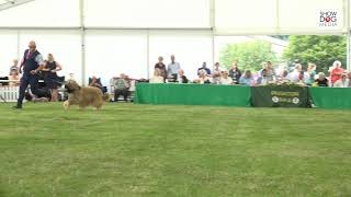 Paignton Championship Show 24 Day 1 Terrier Working and Pastoral Groups [upl. by Odrarebe24]