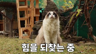 순하고 착하기만 하던 새 식구 고양이 이빨 빠진 호랑이었어요 [upl. by Elna299]